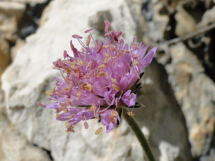 Knautia baldensis / Ambretta del Monte Baldo